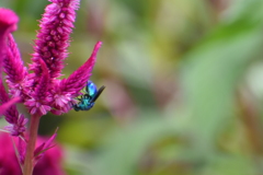 はじめての蜂