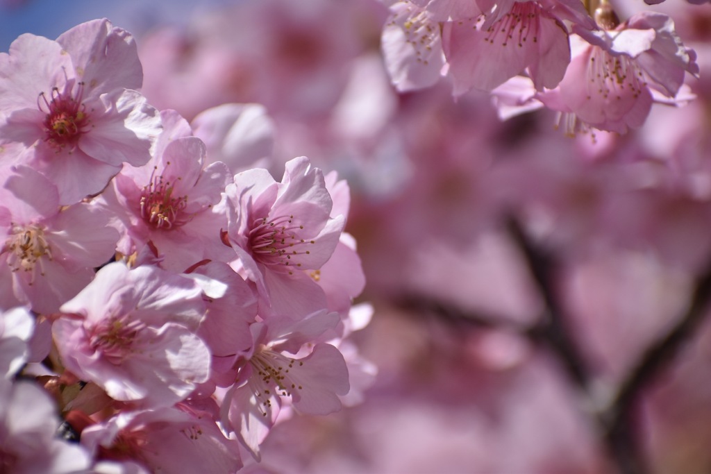 河津桜♡