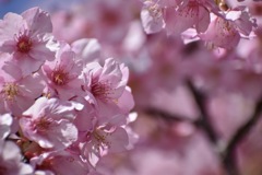 河津桜♡