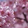 河津桜♡