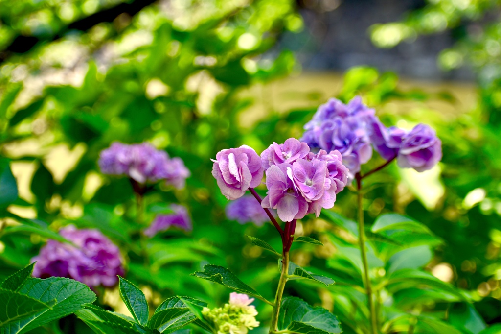 紫陽花