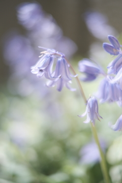 bluebell