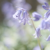 bluebell