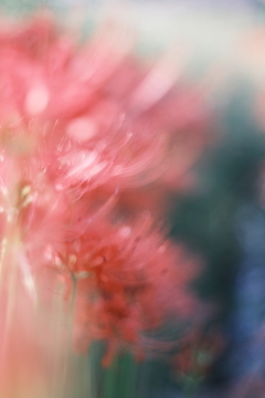 Red Spider Lily