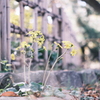 あきのきいろ