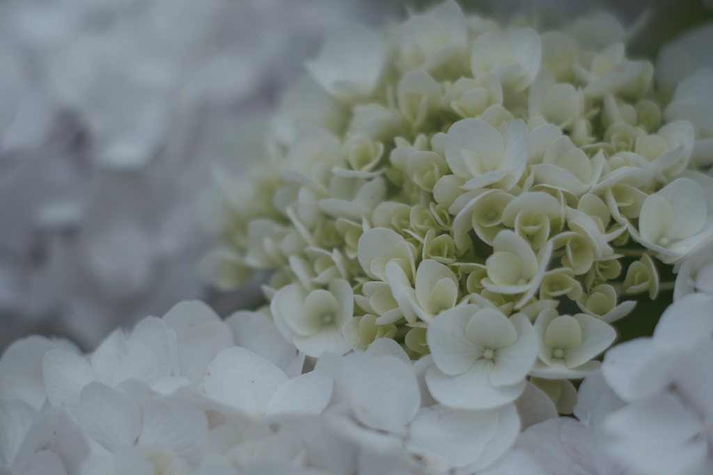 greenish-white