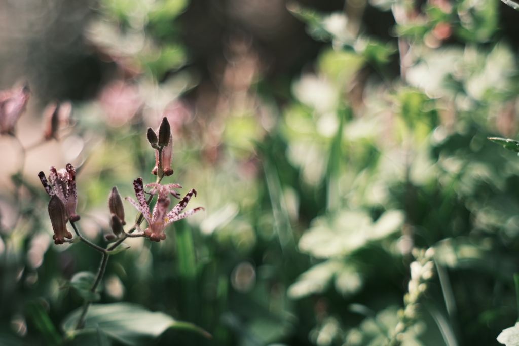 Ꭲoad lily