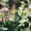 Ꭲoad lily