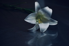 ユリ  Ⅱ