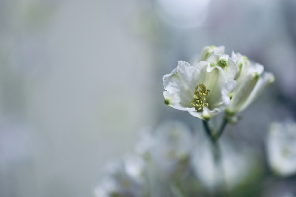 Delphinium white