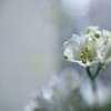 Delphinium white