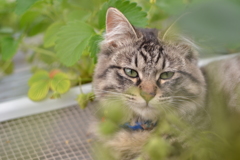 いちご畑の猫ちゃん