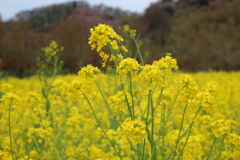 花見山公園（福島県福島市）H31.4.21／03