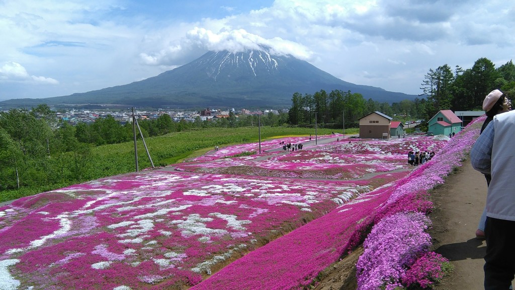 芝桜の丘（北海道倶知安町）R1.6.1／02