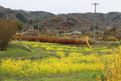 花見山公園（福島県福島市）H31.4.21／01