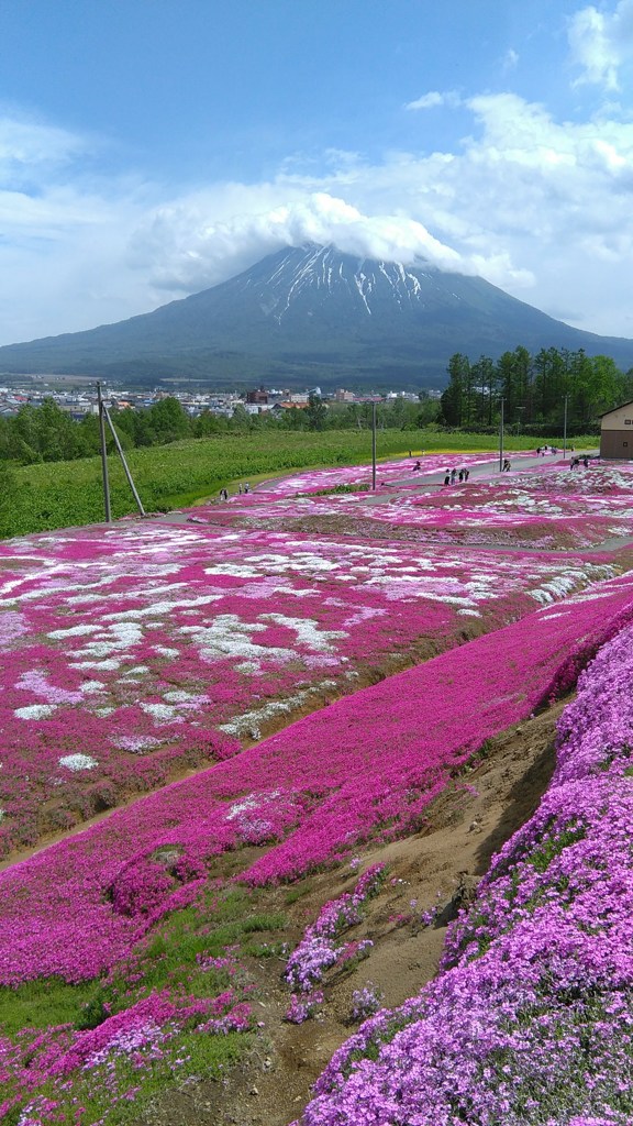 芝桜の丘（北海道倶知安町）R1.6.1／01