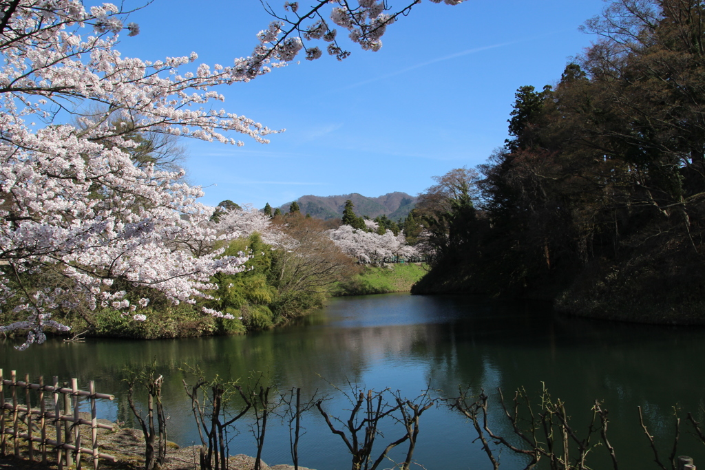 鶴ヶ城公園（福島県会津若松市）H31.4.20／02