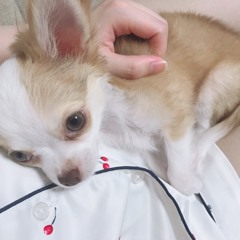 ゴメンネ