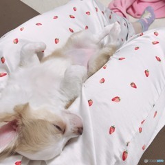 腹筋