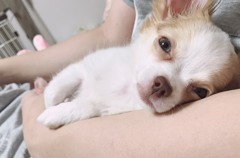くー