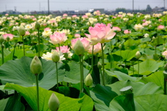蓮の花  2