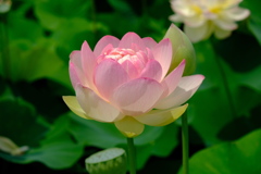 蓮の花  3