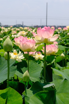蓮の花
