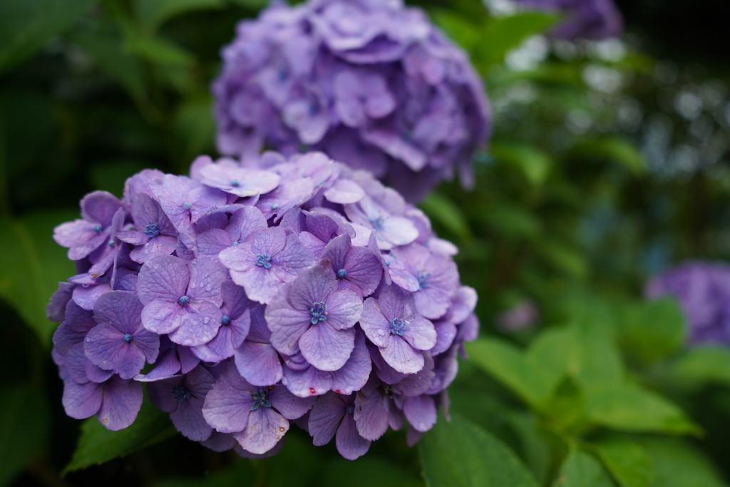 庭の紫陽花