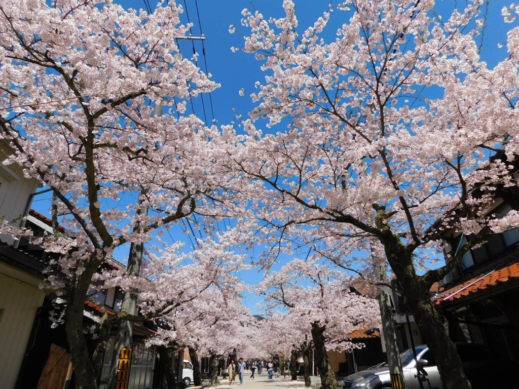 桜並木