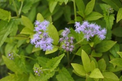 今日の花