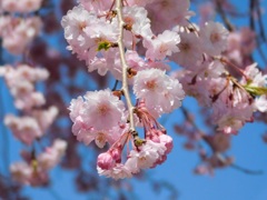 新庄村桜