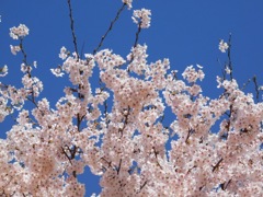 桜ズーム