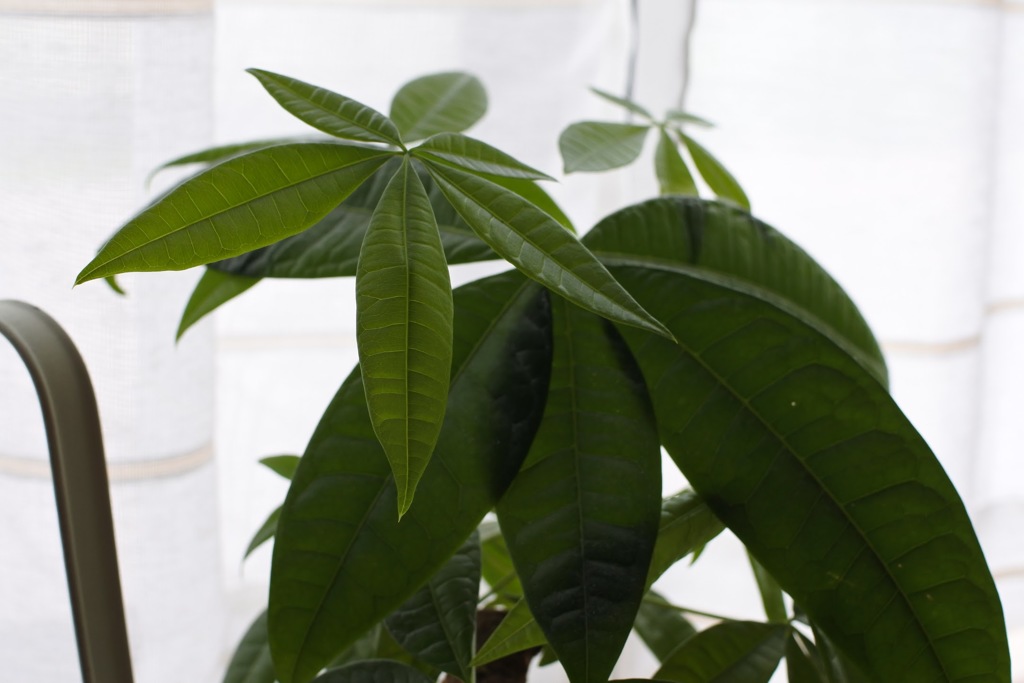 観葉植物