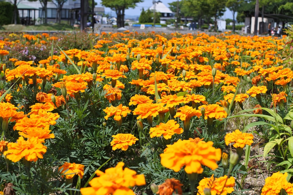 公園の花壇-2