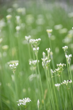 ニラの花