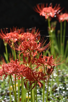 曼殊沙華
