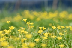 黄色い花畑