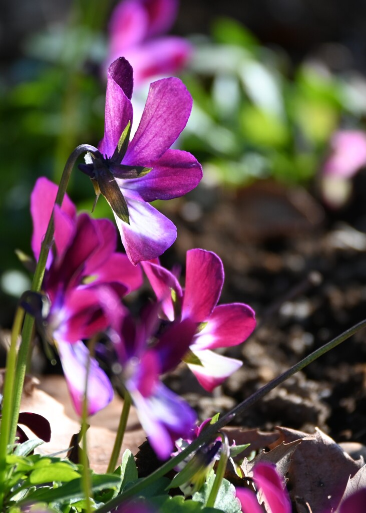 公園の花