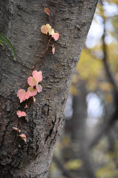 紅葉