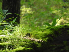 苔むす