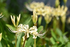 白曼殊沙華