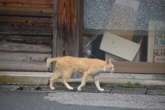 ねこさん