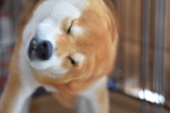 うちの柴くん 1
