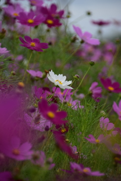 秋桜