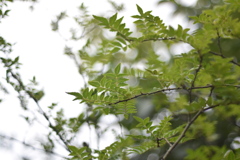 山椒