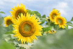 夏花
