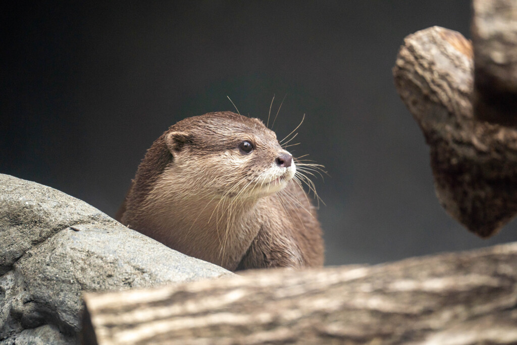 コツメカワウソ