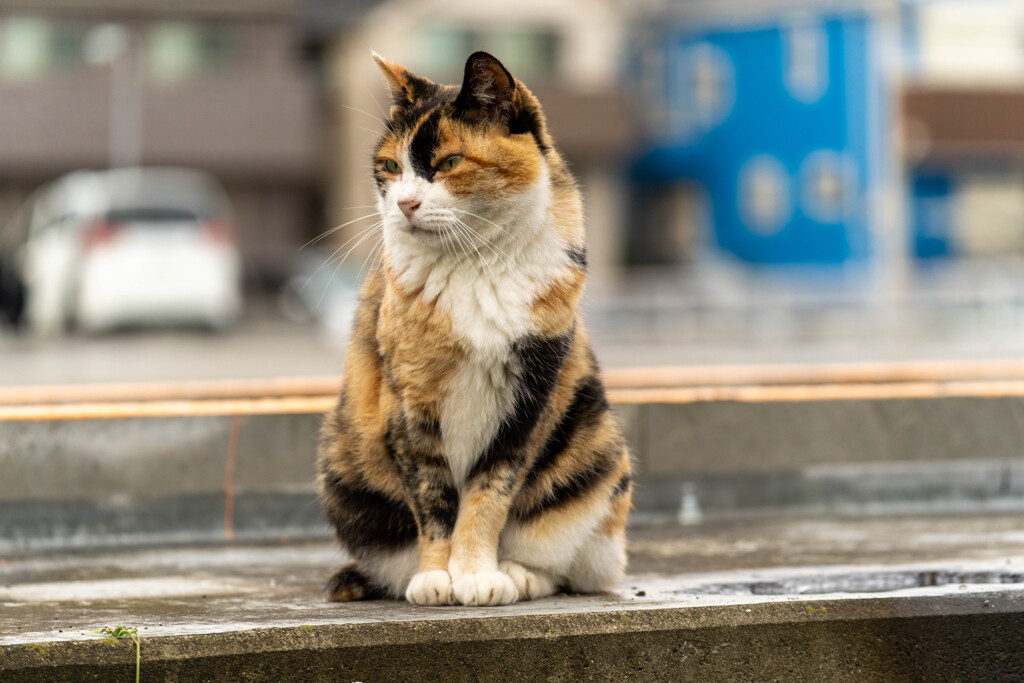 街ねこ