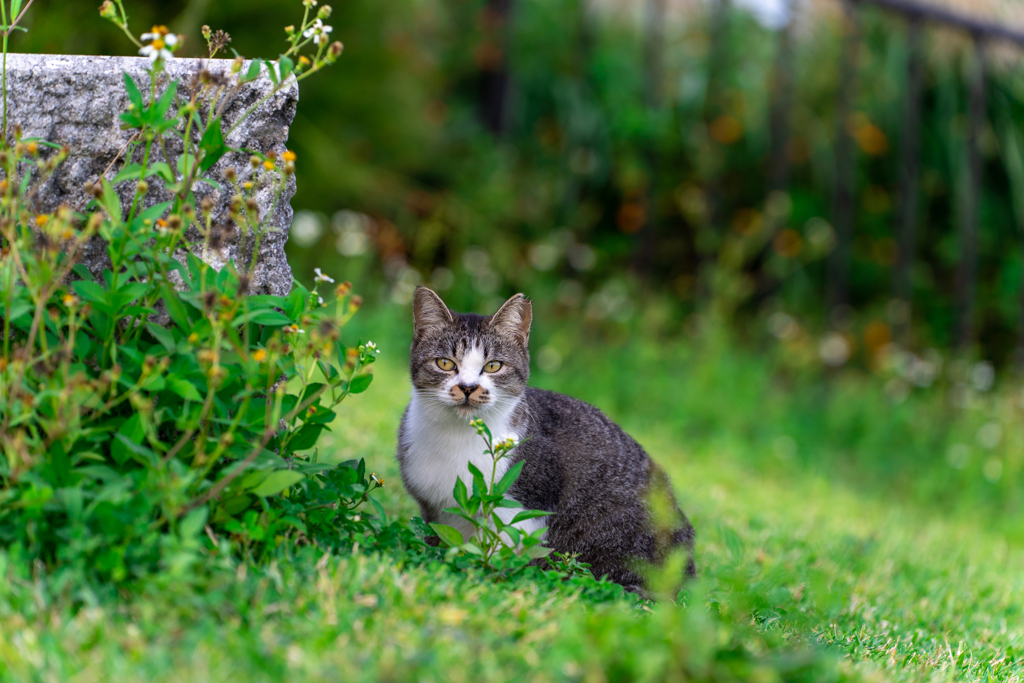 野ねこ