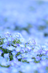 ネモフィラの丘